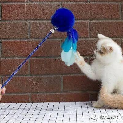 玩滑梯的猫咪娱乐吃瓜酱,吃瓜酱的欢乐时光